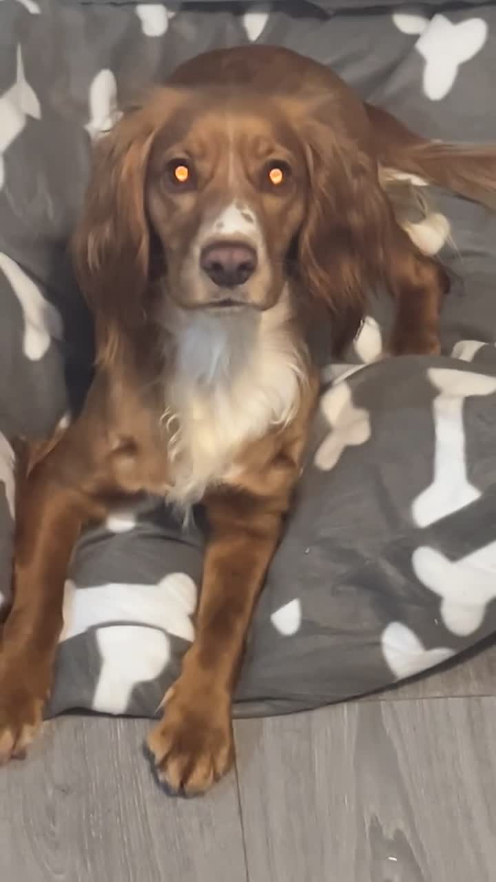 Cocker Spaniel dogs for sale: Cocker spaniel - Video 3