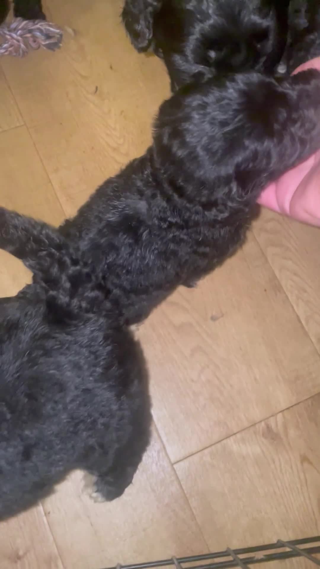 Mixed Breed dogs for sale: Poodle x pyreneese  puppies health tested  - Video 1