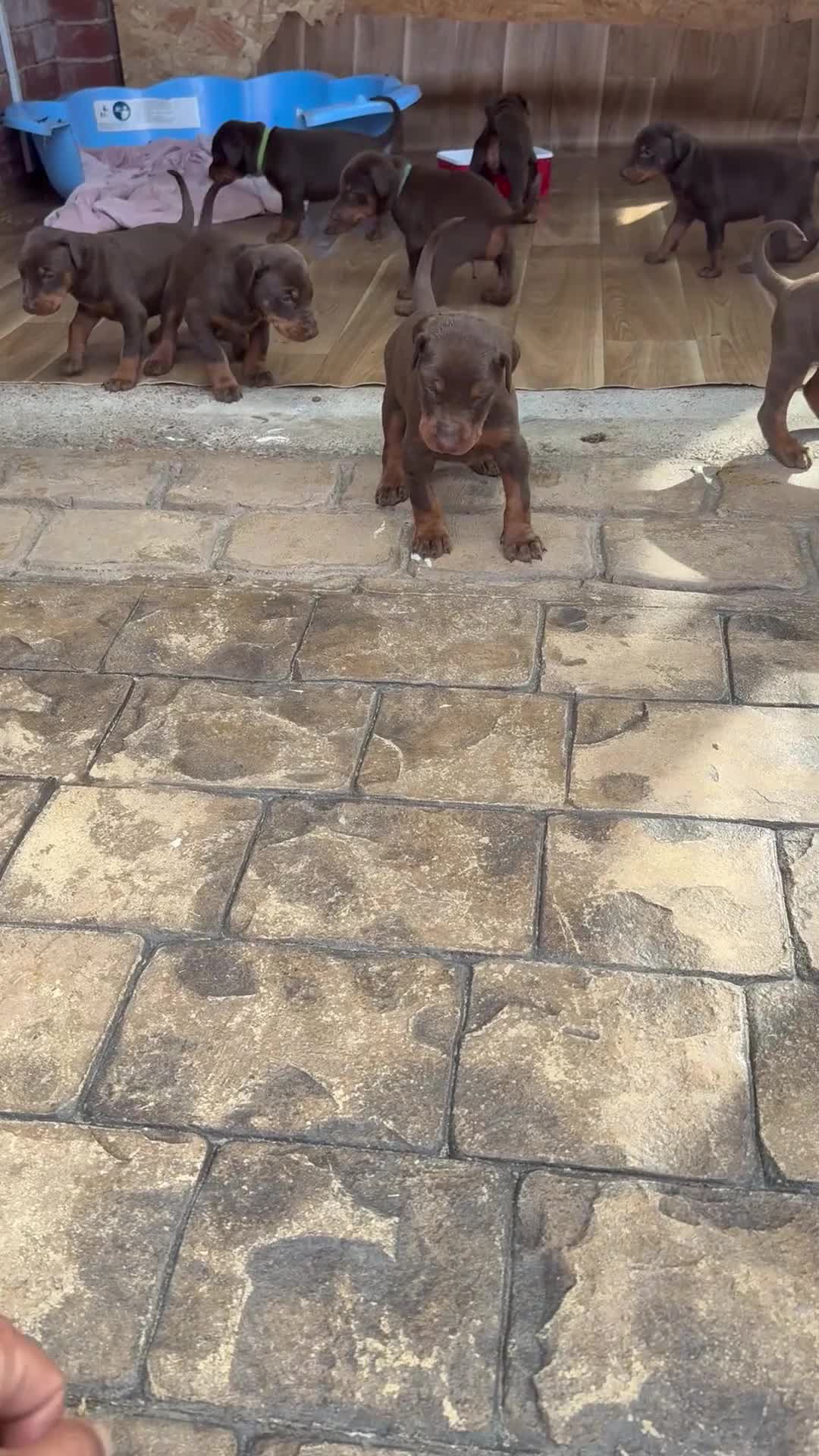 Dobermann dogs for sale: Doberman brown & tan - Video 1