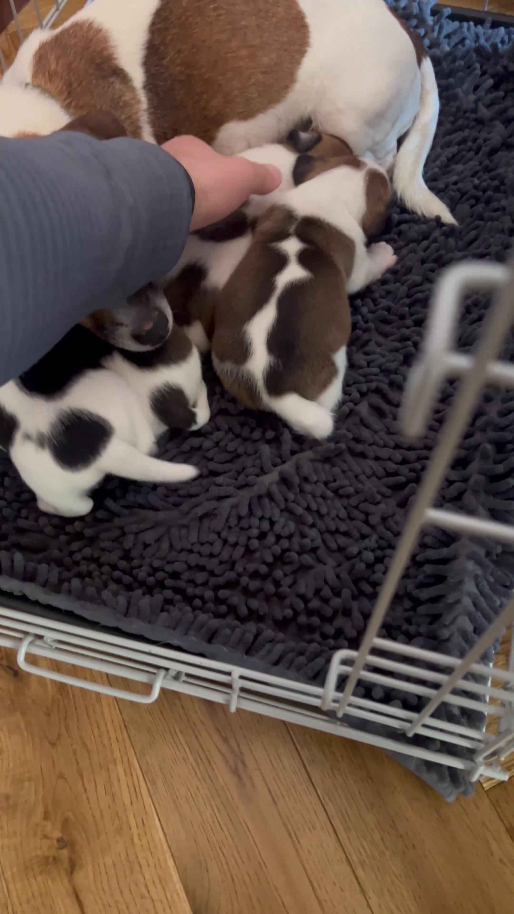 Jack Russell dogs for sale: Jack Russell Terrier 4 pedigree puppies in Newcastle upon Tyne - Video 1