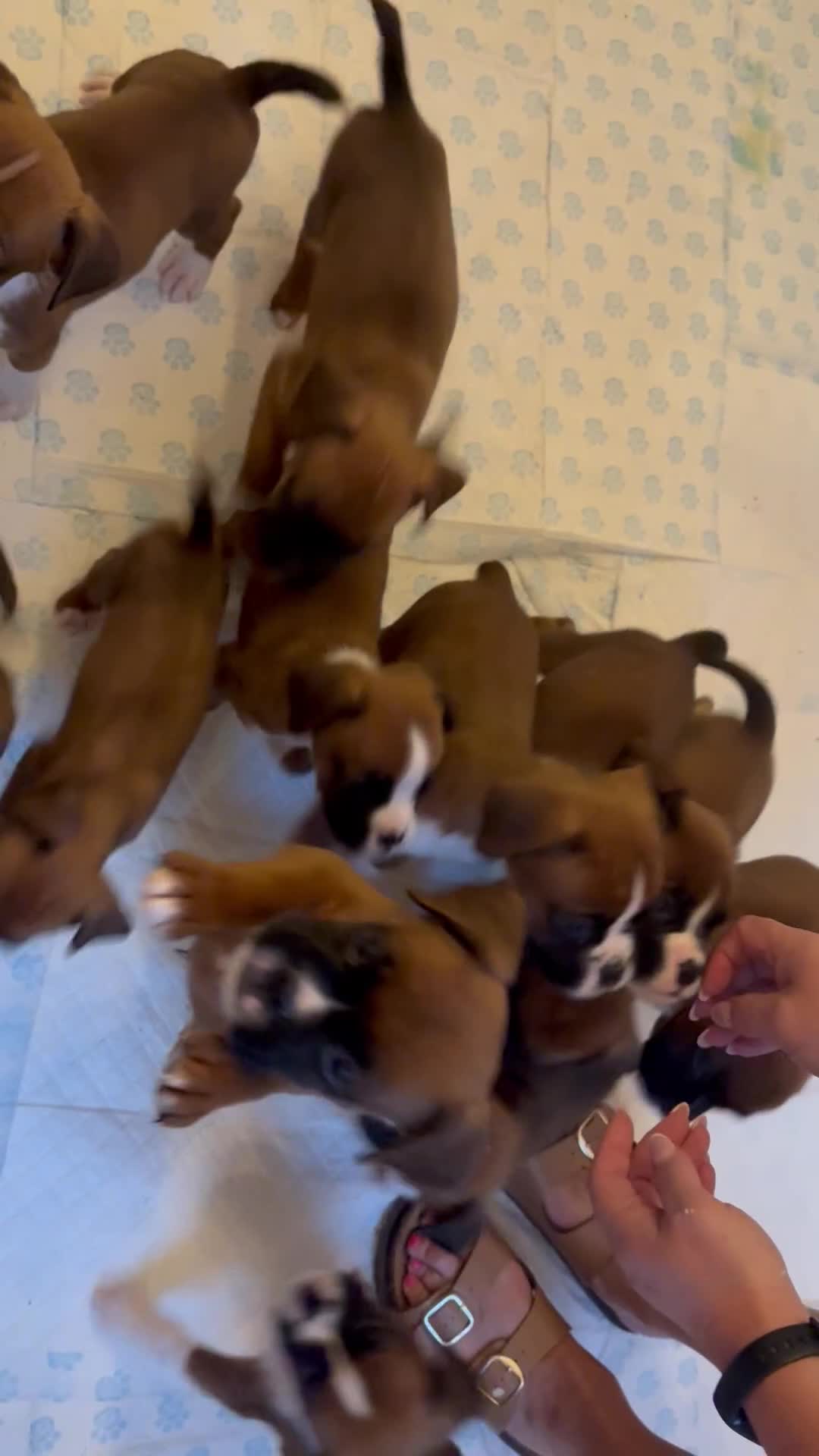 Boxer dogs for sale: Flashy boxer/red - natural bob tail/tail  - Video 1