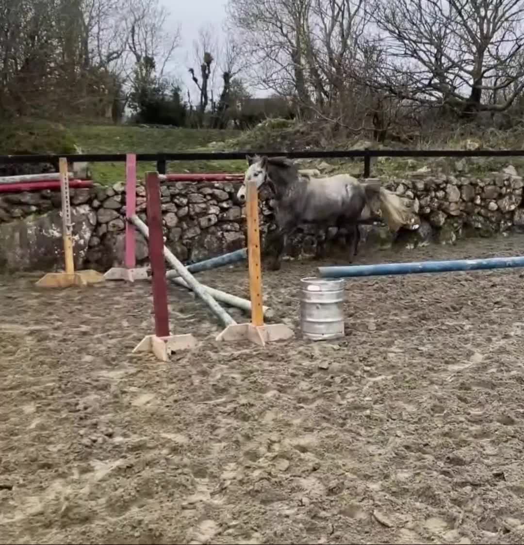 Connemara horses for sale: Beautiful Connie reg gelding 14.2h - Video 1