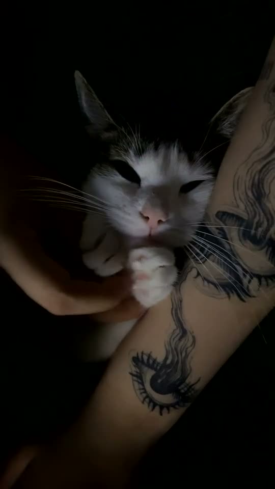 Mixed Breed cats for sale: Luna  - Video 2