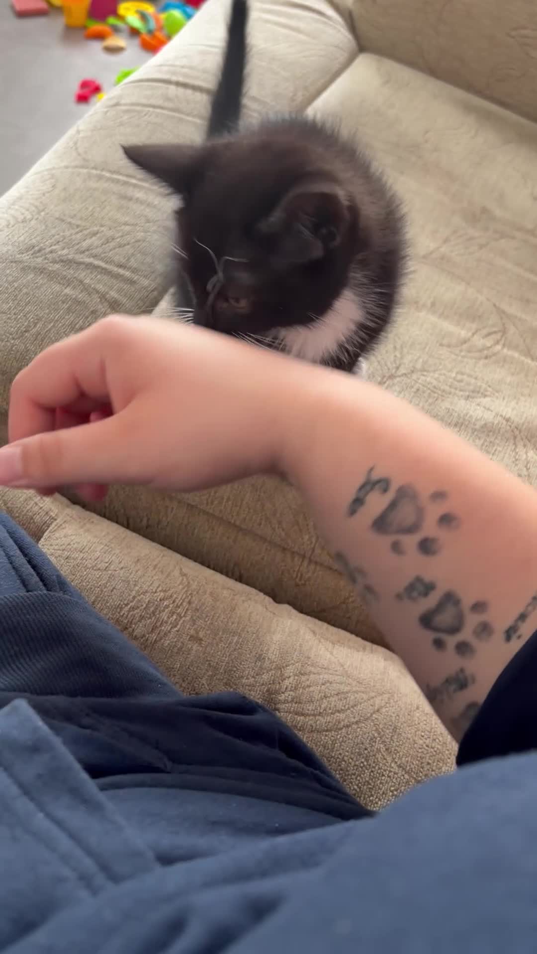 Domestic Shorthair cats for sale: Kitten For Sale in Southampton - Video 1