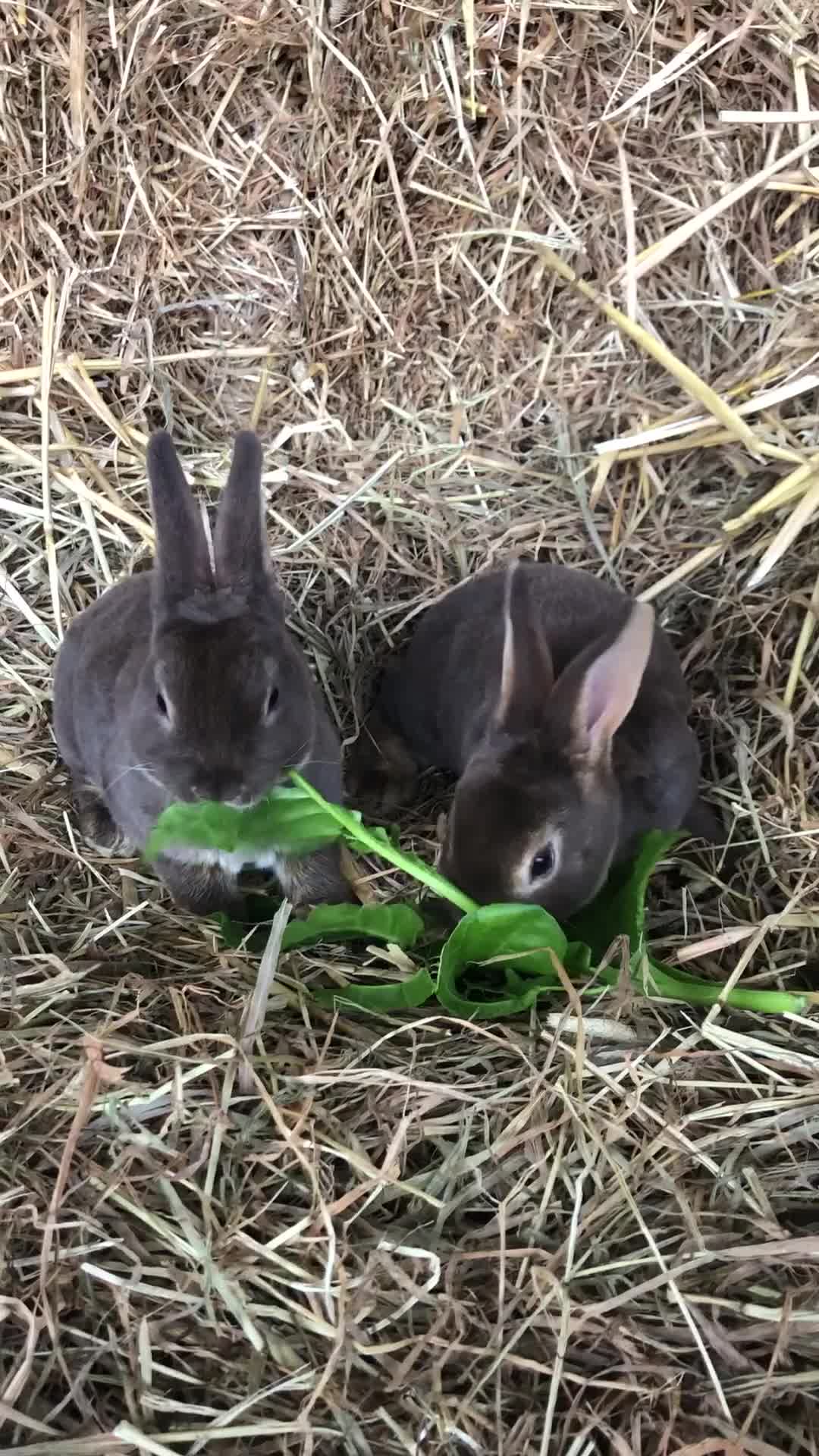 Rex rabbits for sale: Beautiful Pure Breed Velvet Mini Rex babies 🐰  - Video 3