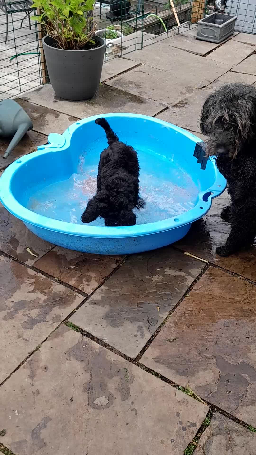 Goldendoodle dogs for sale: Gorgeous Goldendoodle puppies - Video 3