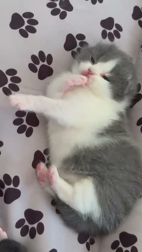 British Shorthair cats for sale:  GCCF Pedigree — Champion Bloodline Babies - Video 2