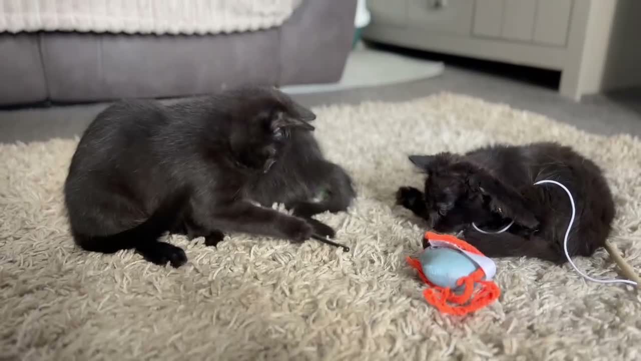 Mixed Breed cats for sale: 12 week old kittens  in Nelson - Video 2
