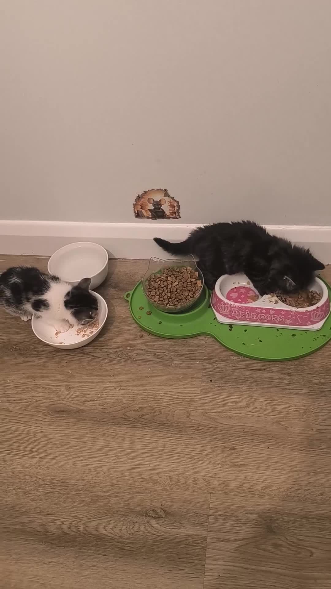 Abyssinian cats for sale: Beautiful kittens ar looking for new kind parents. - Video 3