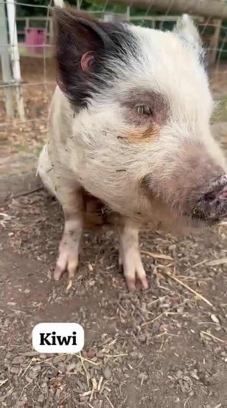 Pig livestock for sale: 💙🥝🐷Beautiful Kiwi the Mini Pig🐷🥝💙 - Video 2