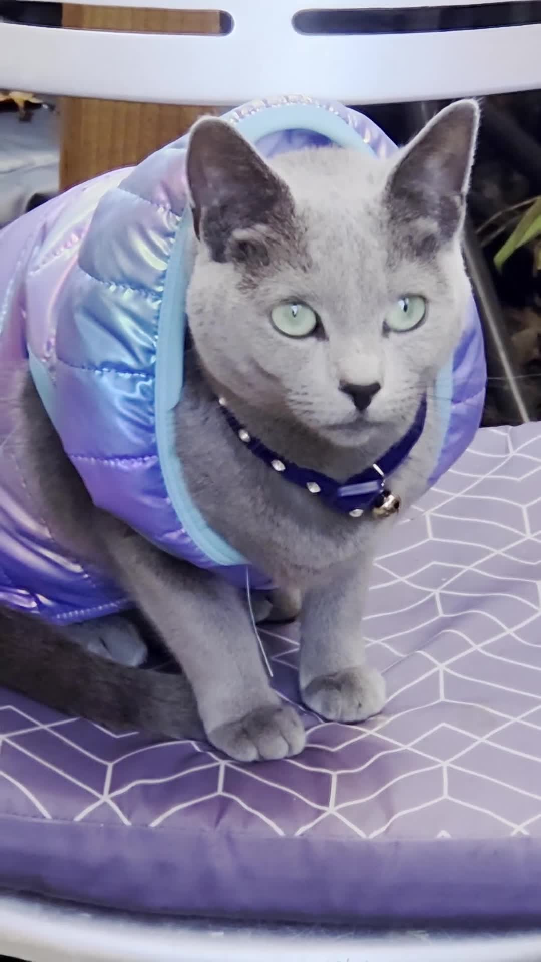 Russian Blue cats for sale: RB PERIGREE, LAST GIRL  N.LONDON  - Video 2