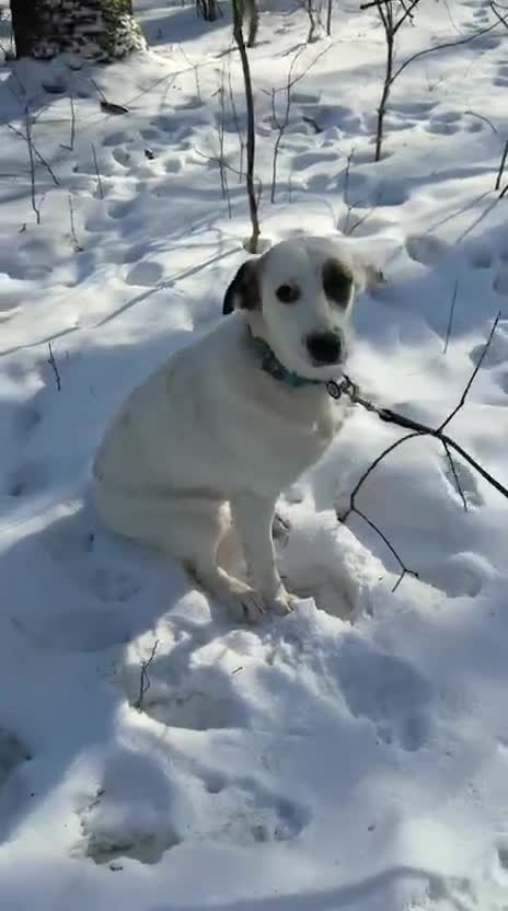 Mixed Breed dogs for adoption: 💖🐶 PLIAMKA 🐶💖- A sweet "Spot" looking for home - Video 1