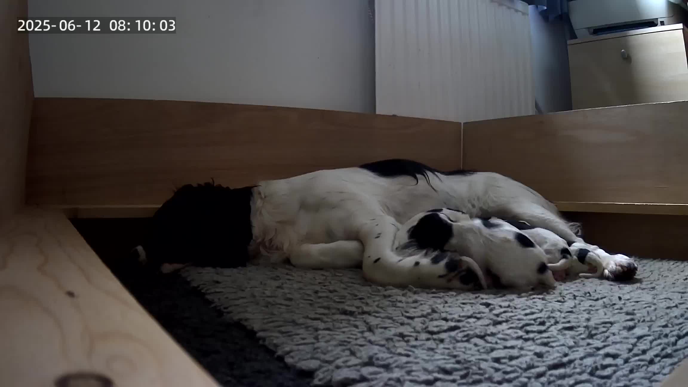 English Springer Spaniel dogs for sale: Working English Springer Spaniel  in Cullompton - Video 1