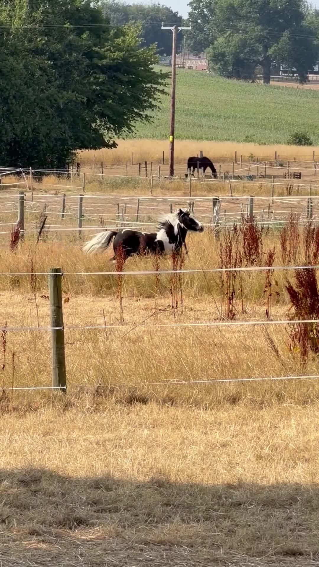 Shetland pony horses for sale: Puzzle yearling colt  - Video 1