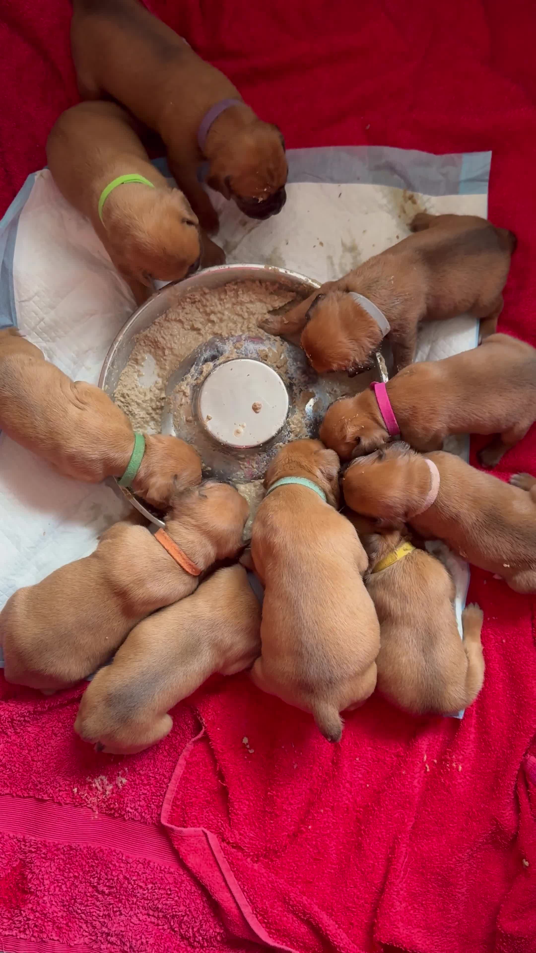 Boxer dogs for sale: 10 Boxer X Puppies - Ready 13th October - Video 2