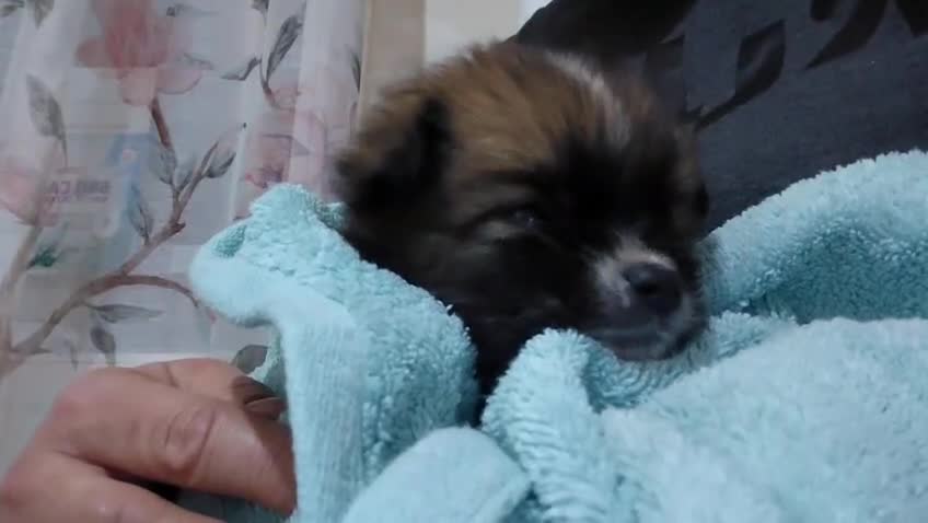 Mixed Breed dogs for adoption: 💛ZINA – The Tiny Miracle Who Refused to Give Up🐾 - Video 3