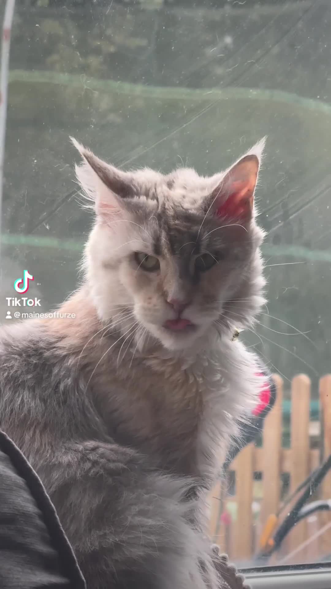 Maine Coon cats for sale: Retired MaineCoon Queen - Video 1