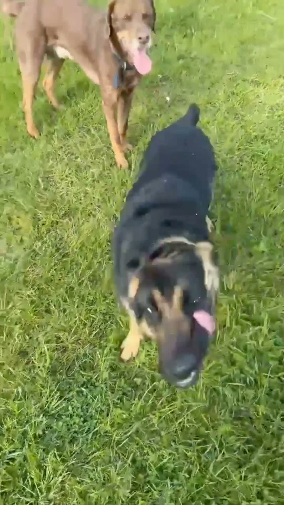 Mixed Breed dogs for sale: Meet Mila in Bedworth - Video 1