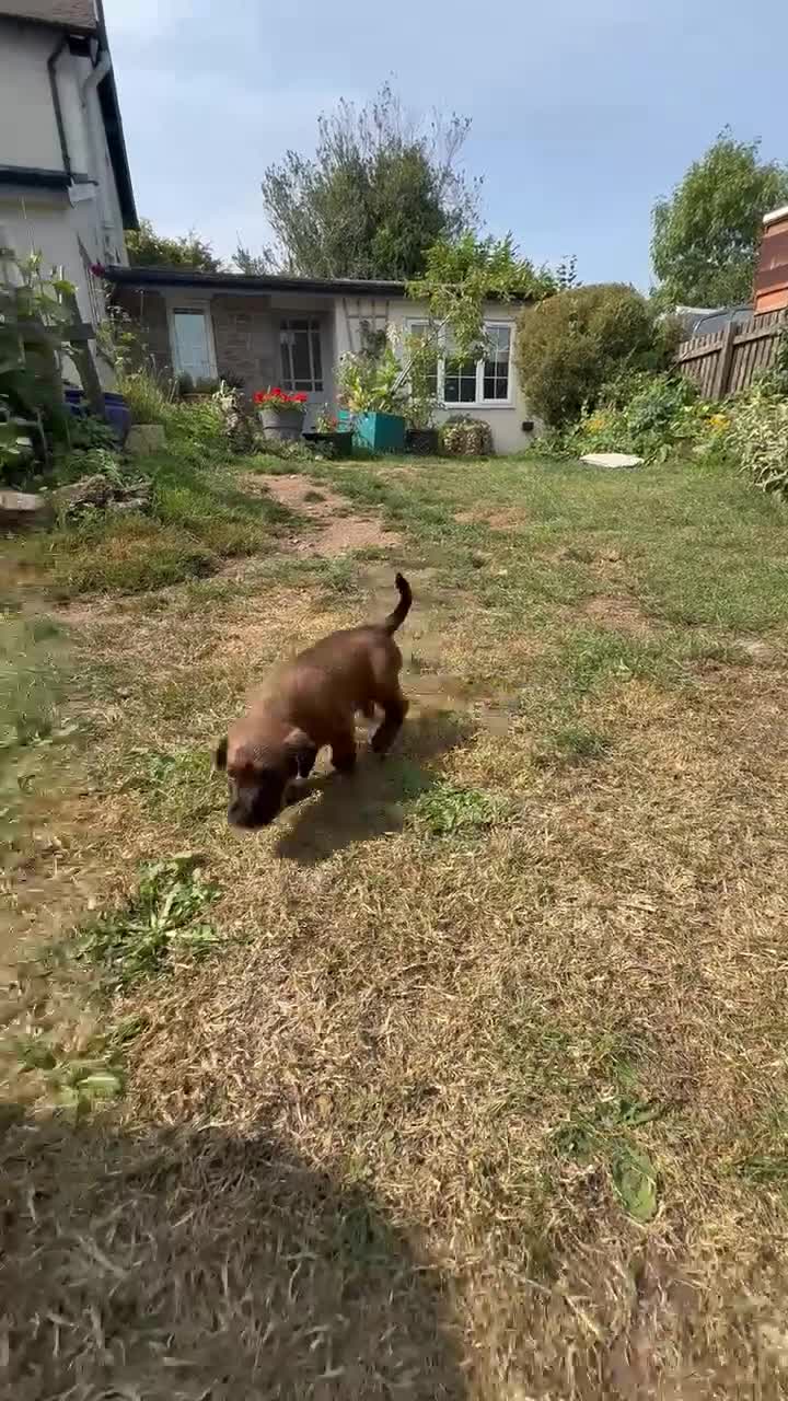 Irish Terrier dogs for sale: Irish terrier puppies  - Video 2