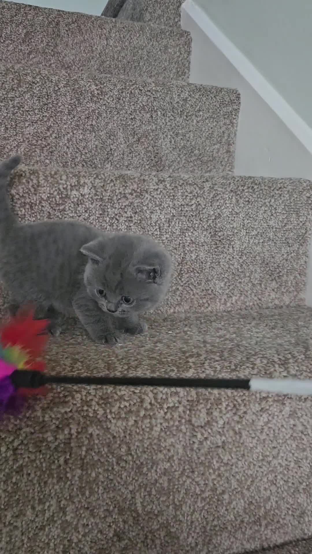 British Shorthair cats for sale: British shorthair kittens , ONLY 1 BOYS LEFT!!! - Video 4