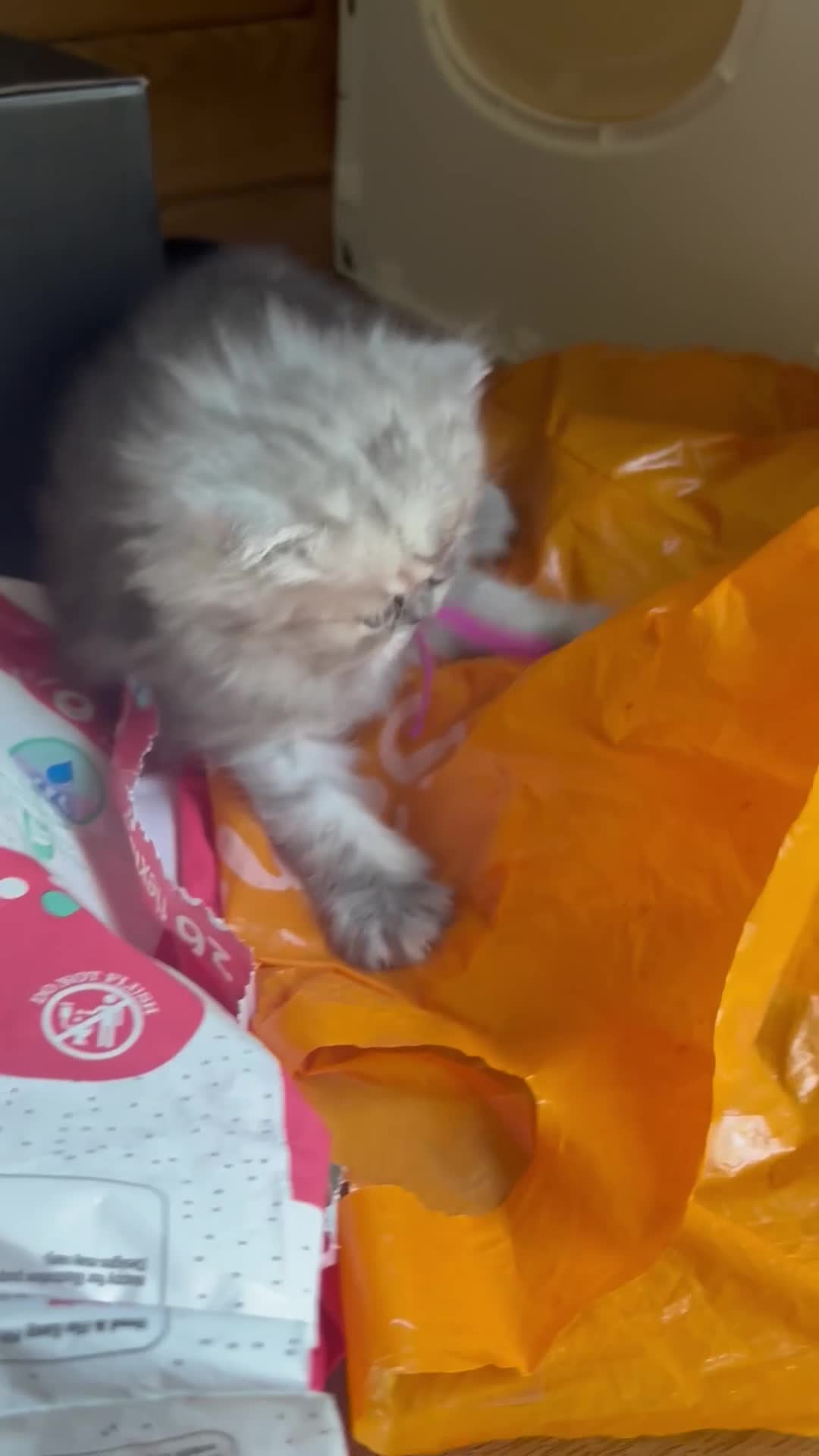 Persian cats for sale: Long Hair Persian / Ragdoll Kittens  - Video 2