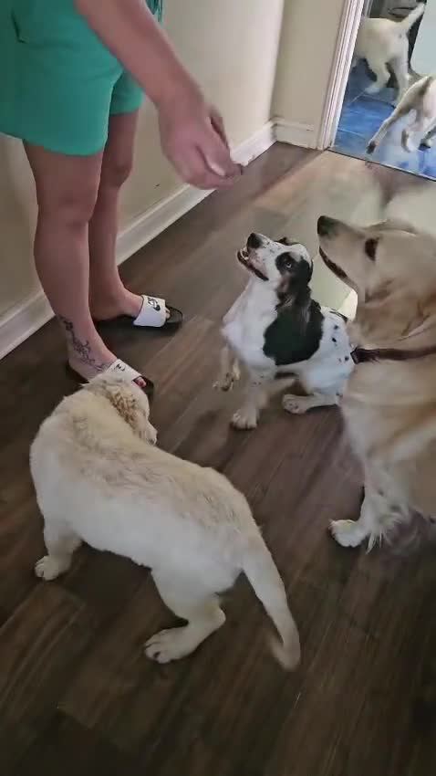 Golden Retriever dogs for sale: ❤️❤️❤️ Beautiful KC Golden Retriever puppies❤️❤️❤️ - Video 4