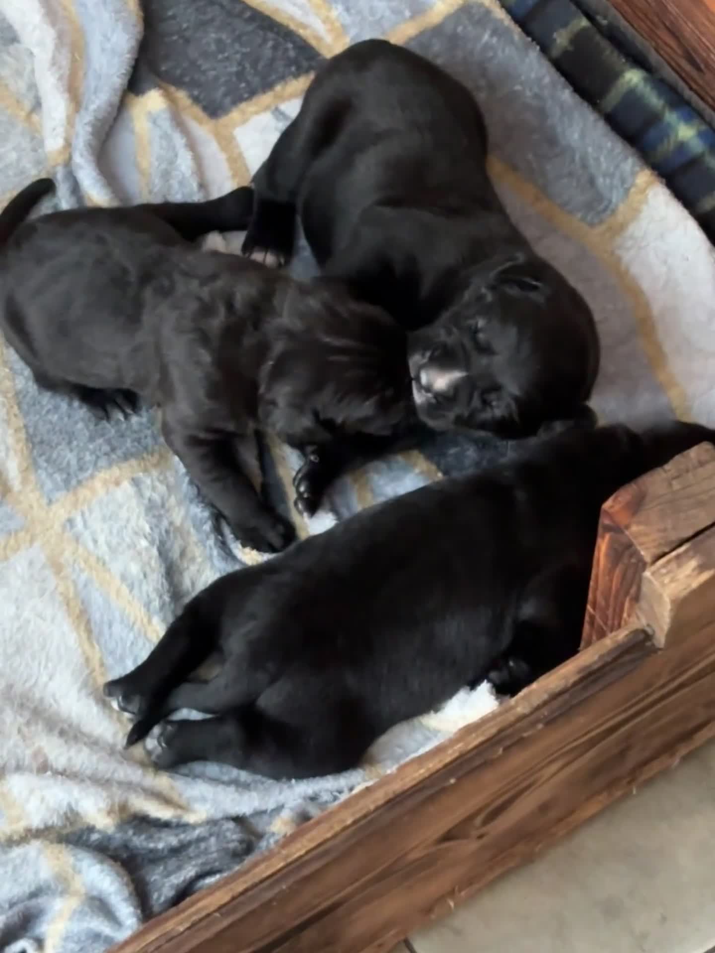Cane Corso dogs for sale: 🐾Cane Corso Pups ready for Their Forever Homes!🐾 - Video 1