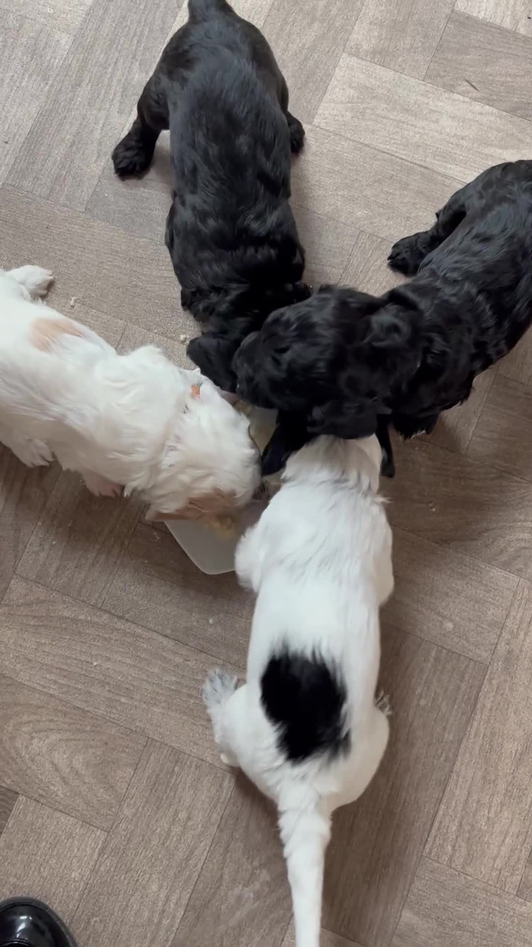 Cockapoo dogs for sale: Cute Cockerpoo pups for sale - Video 1
