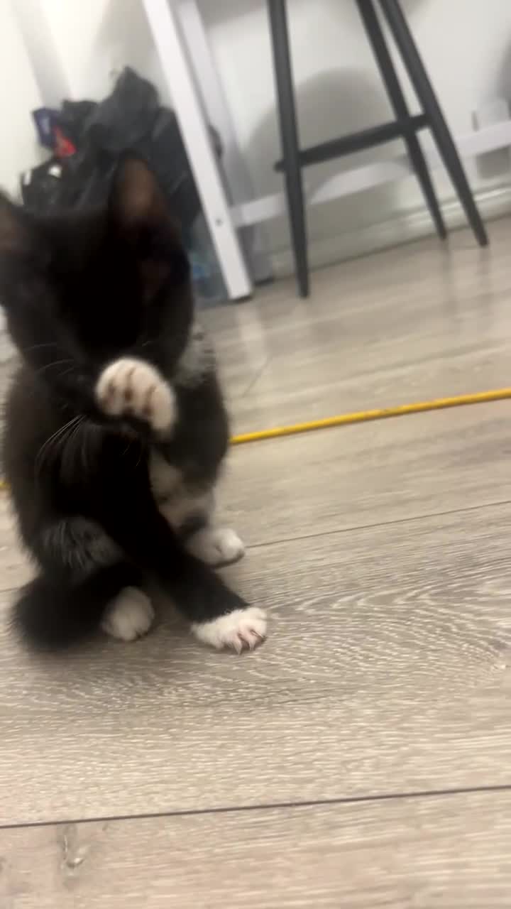 Brazilian Shorthair cats for sale: Beautiful kittens  - Video 5