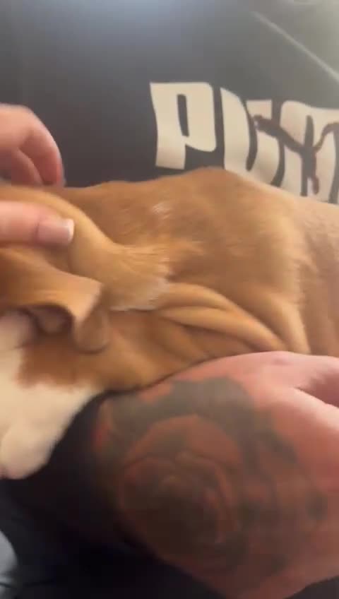 English Bulldog dogs for sale: English bulldog puppies kc reg  - Video 4