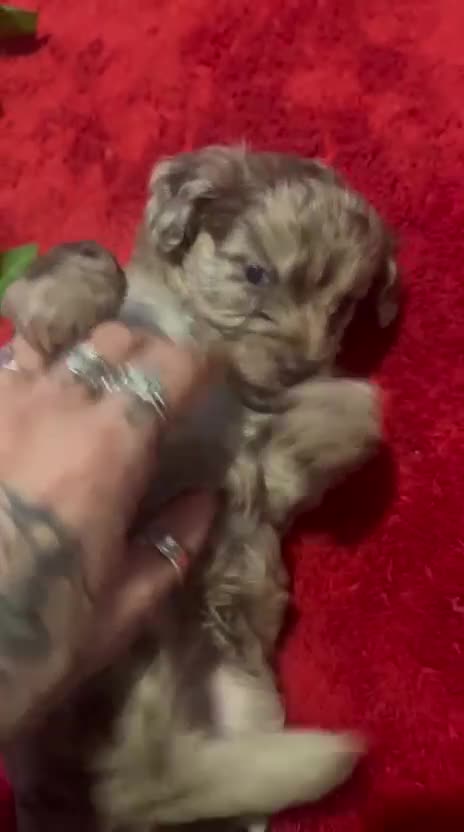 Cockapoo dogs for sale: Beautiful cockapoo puppies  - Video 1