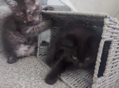 Maine Coon cats for sale: Exceptional Maine Coon Kittens for Loving Homes - Video 4