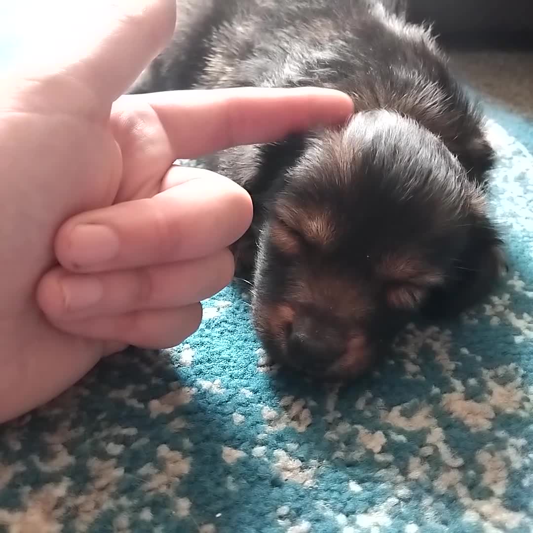 Mixed Breed dogs for sale: Lovely little jackapom puppies  - Video 1