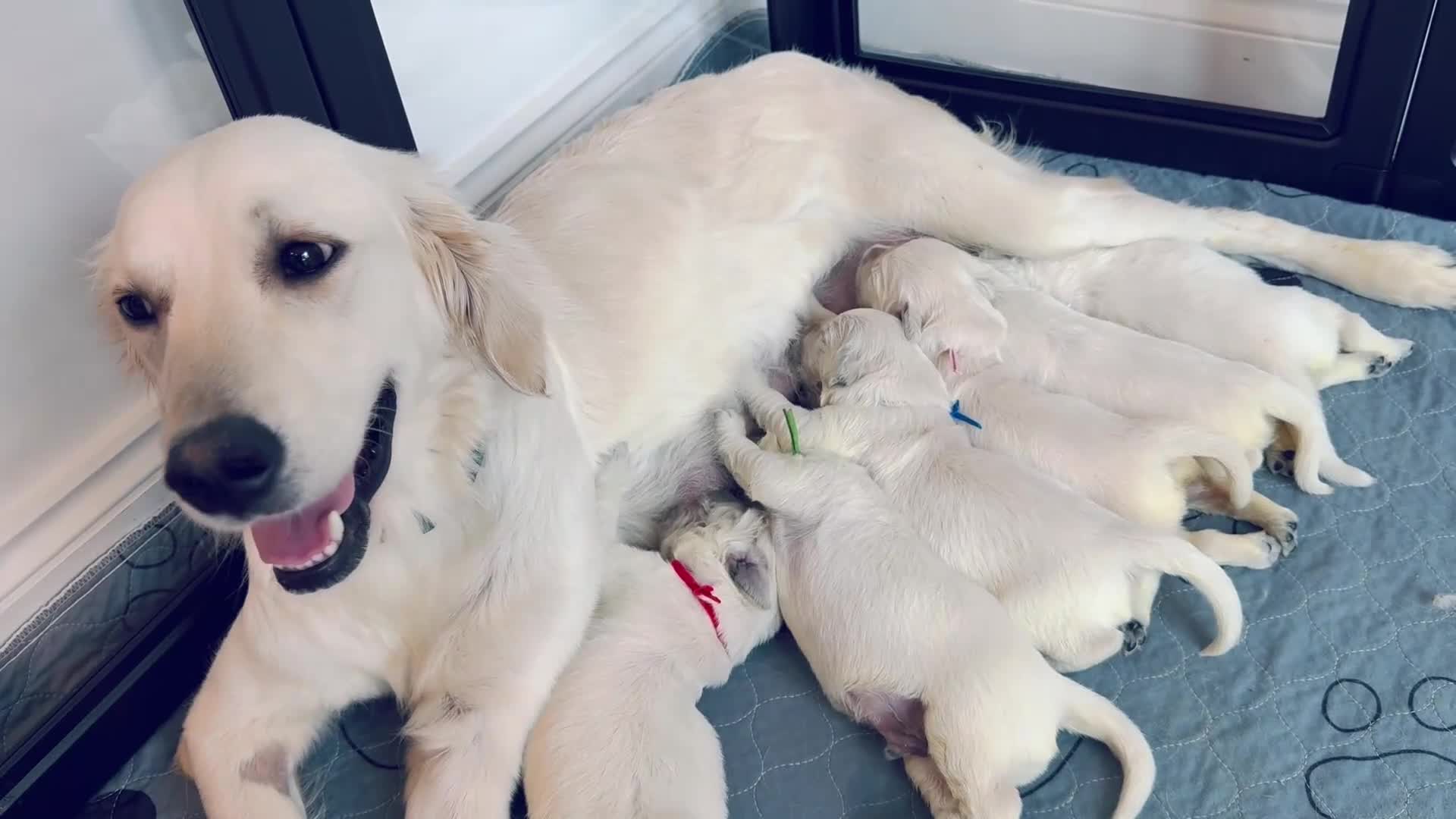 Golden Retriever dogs for sale: ✨ Champion line KC registered Old English cream ✨ - Video 1
