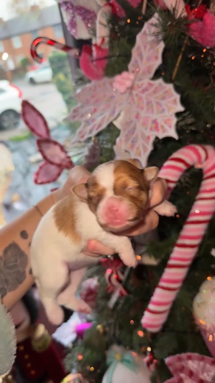 Mixed Breed dogs for sale: Beautiful pups for sale!  - Video 1