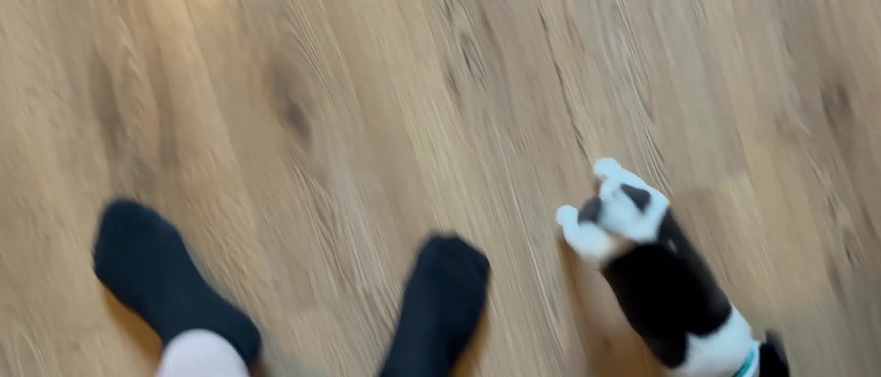 Jug dogs for sale: Jug pups  - Video 2