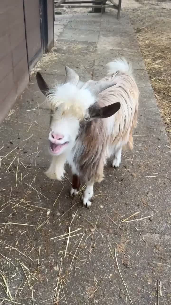 Goats livestock for sale: Billy goat  - Video 1