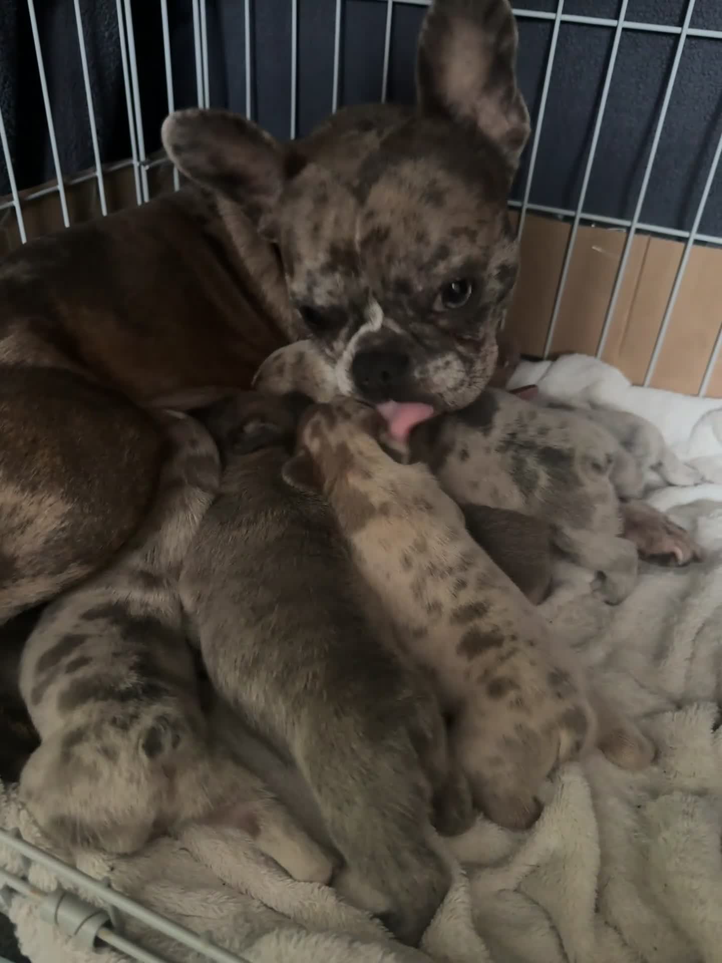 French Bulldog dogs for sale: Litter of 6 raised by a family with children  - Video 1