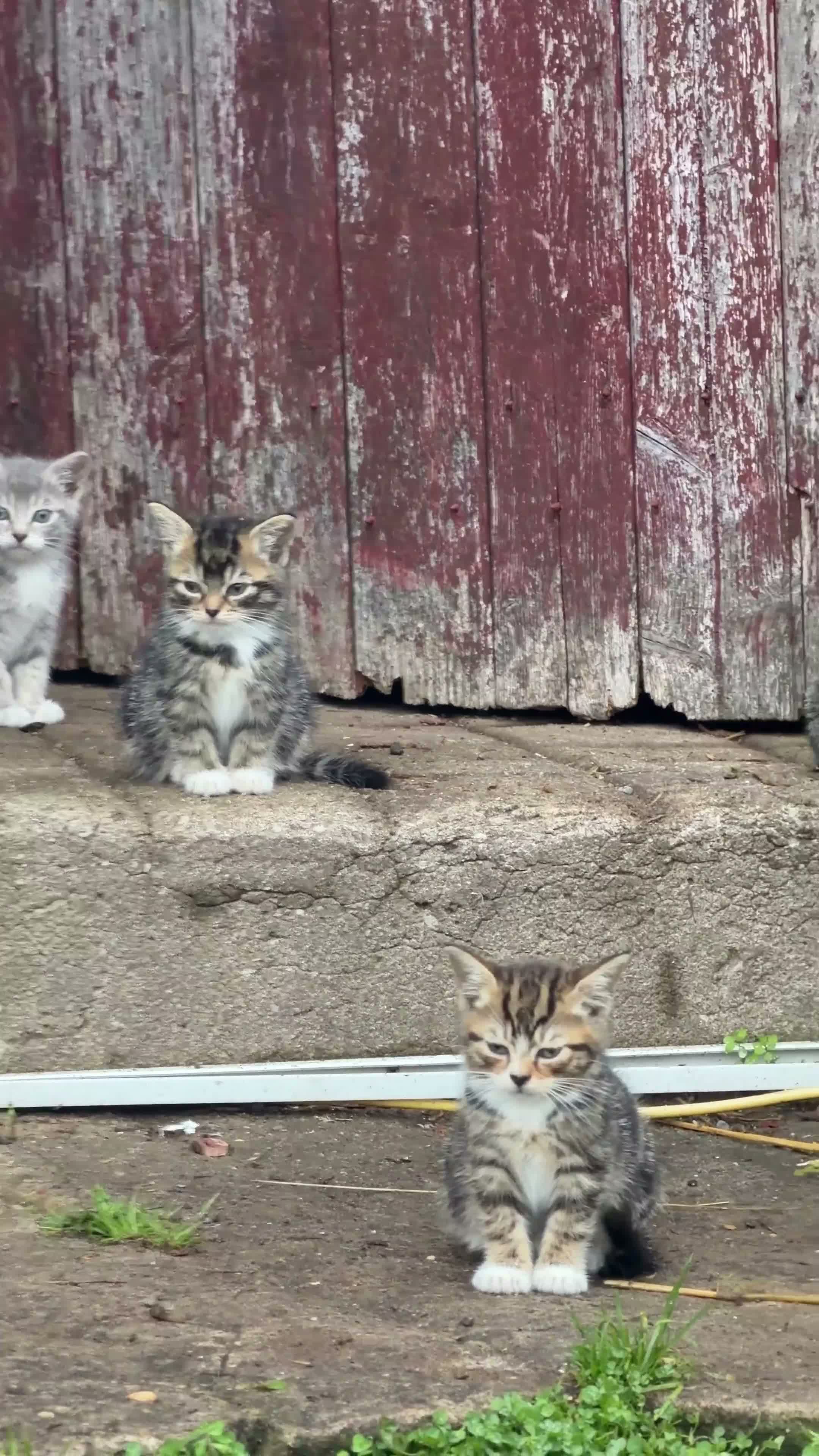 Mixed Breed cats for sale: Gorgeous Tabby Kittens 🐱 - Video 1