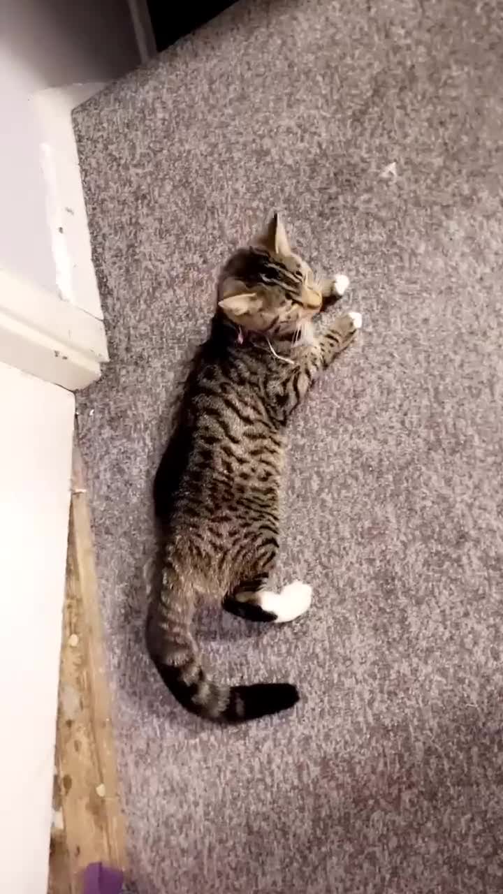 Mixed Breed cats for sale: Kitten  - Video 2