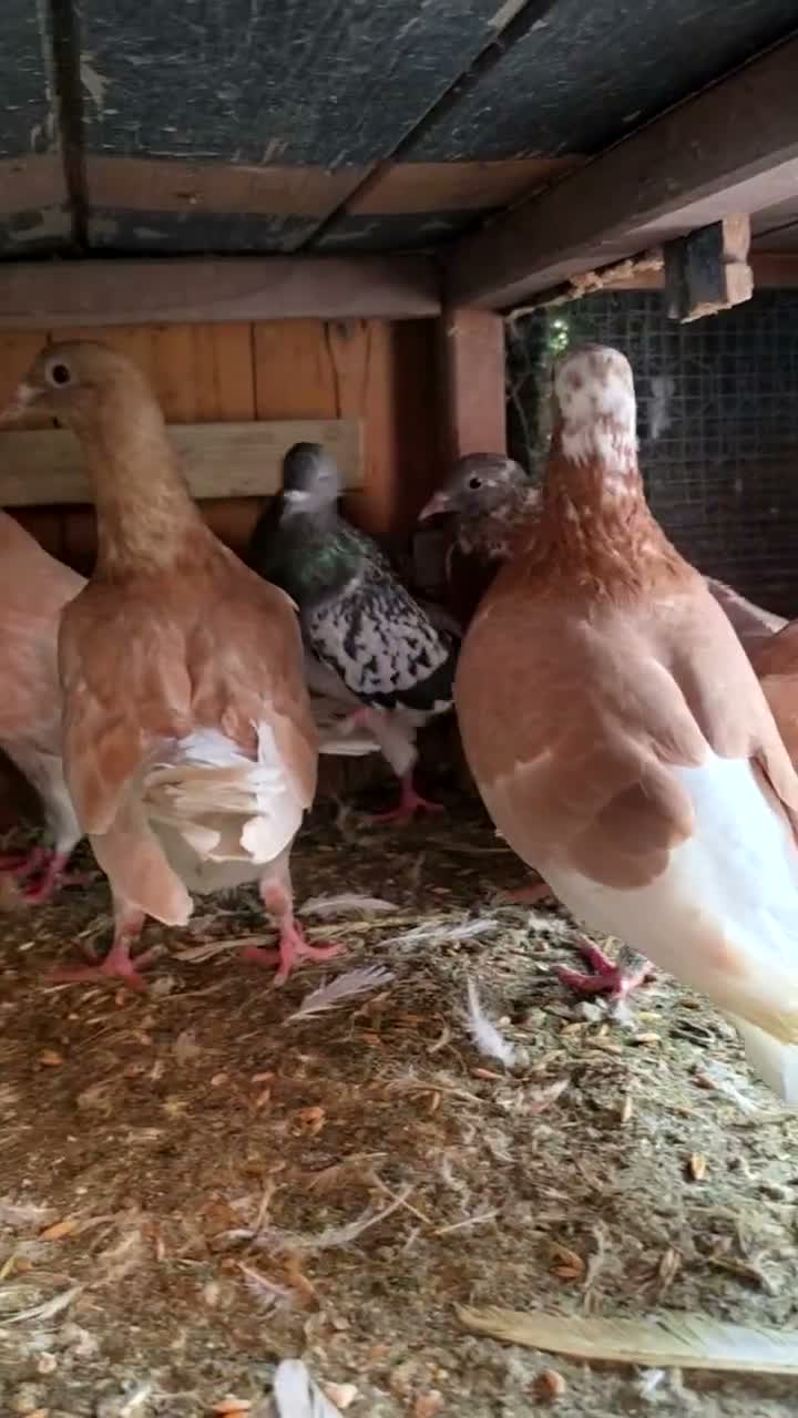 Mixed Breed birds for sale: Pigeons for sale all for 120£ in Nottingham - Video 1