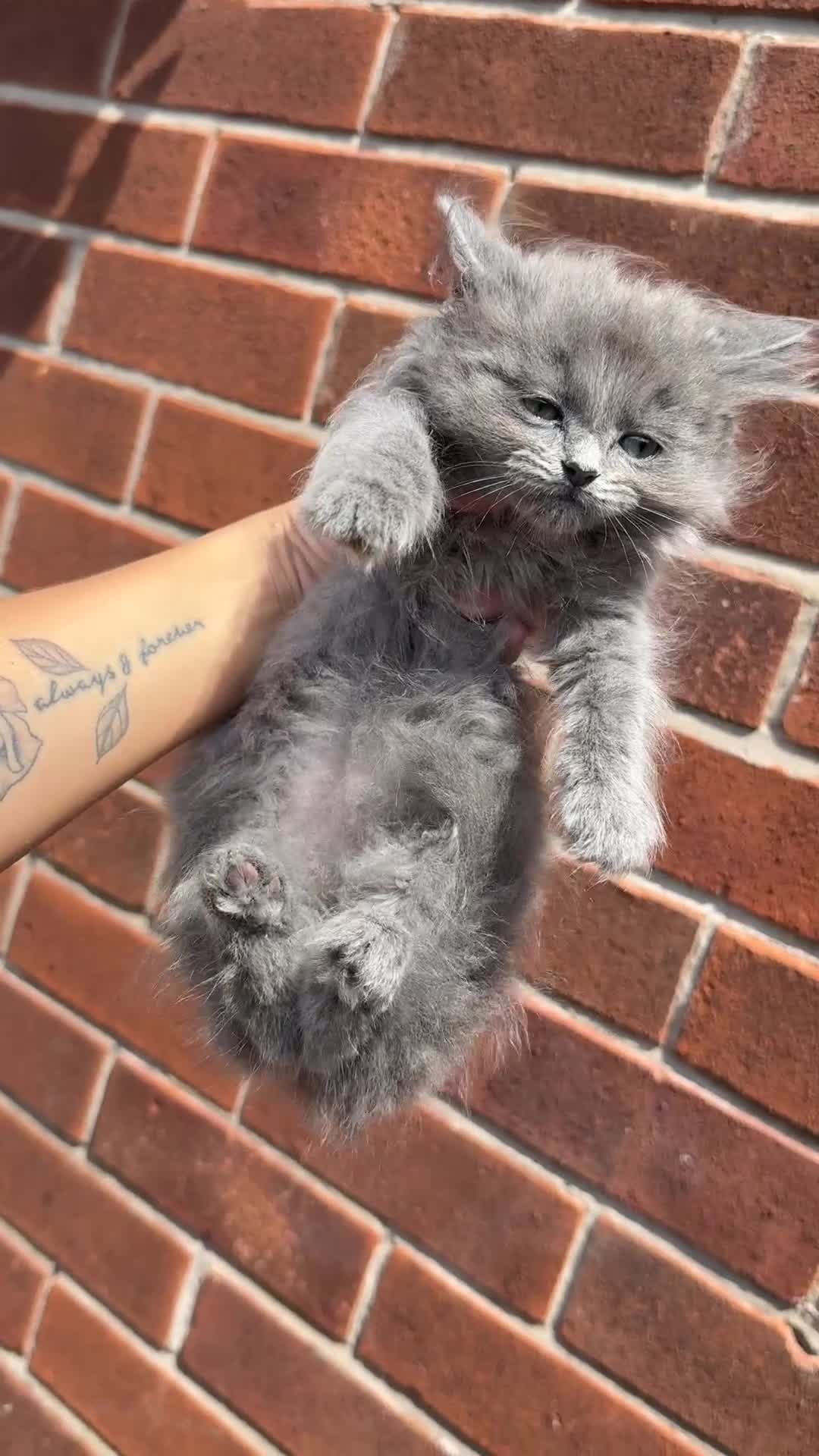 Ragdoll cats for sale: ragdoll kitten  - Video 1