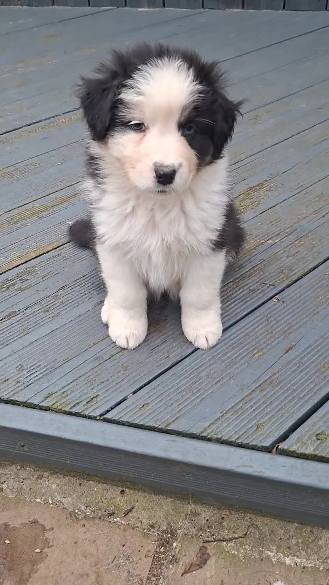 Australian Shepherd dogs for sale: ​🐾 Beautiful Australian Shepherd Puppies 🐾 - Video 2