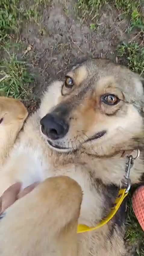 Mixed Breed dogs for adoption: 💙🐶 SIRKO 🐶💙 - Video 2