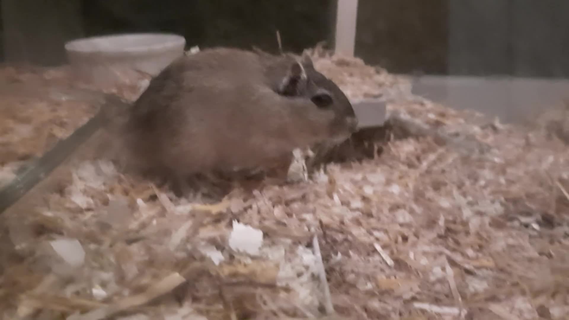 Gerbil rodents for sale: 3 gerbils +cage +supplies for sale  - Video 1
