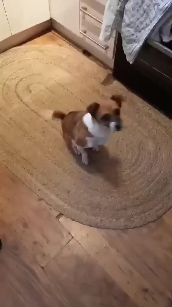 Mixed Breed dogs for adoption: Loving home needed for beautiful Tina  - Video 3