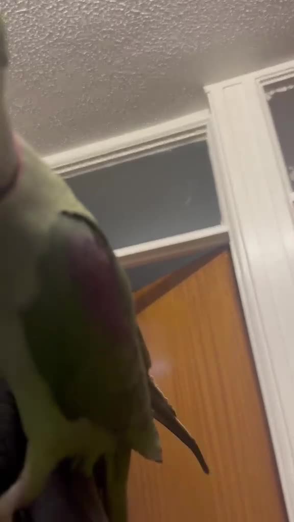 Parakeets birds for sale:  Alexandrine Parakeet (can speak) + cage + food in Newport - Video 1