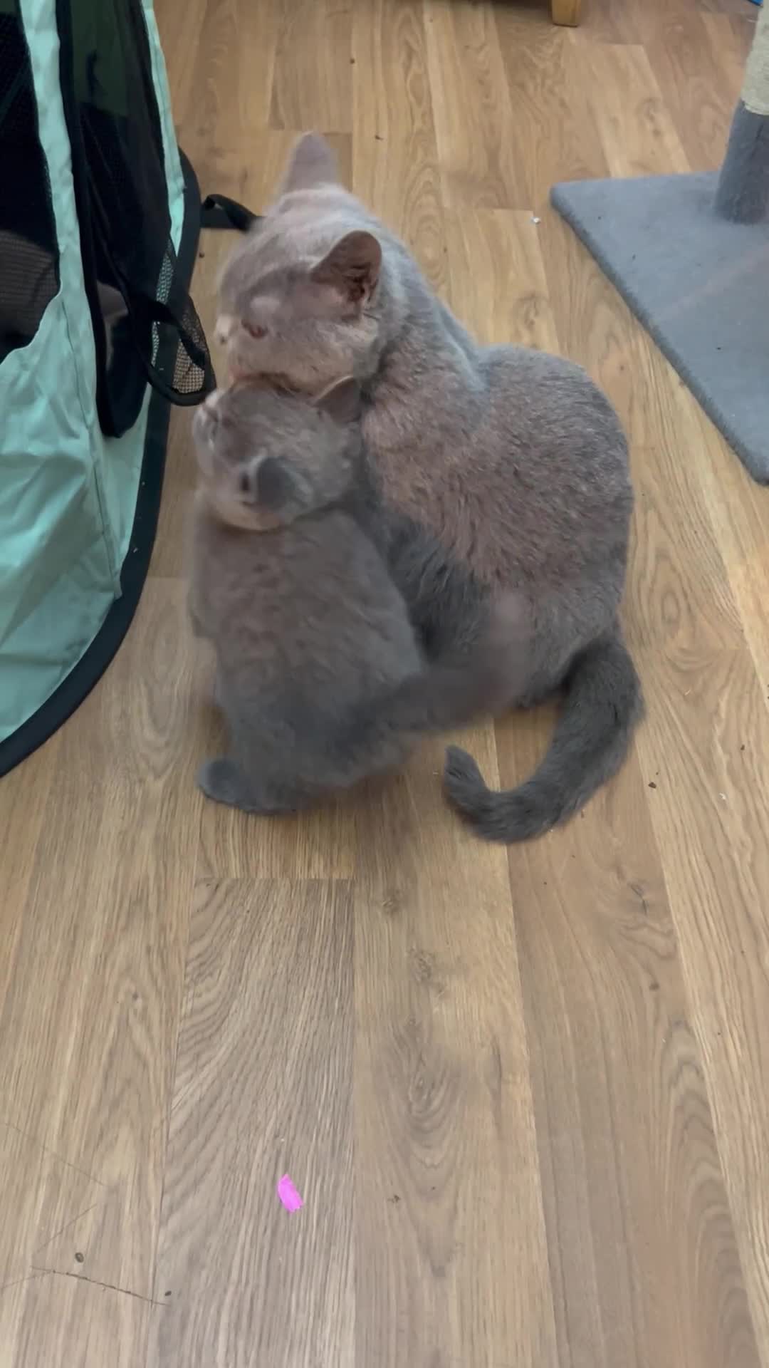 British Shorthair cats for sale: 🏆CHAMPION BLOODLINES🏆blue British shorthair. - Video 3