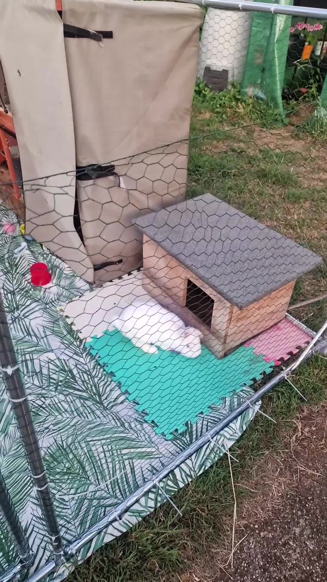 Mixed Breed rabbits for sale: 4 rabbits and a full set up for sale  - Video 4