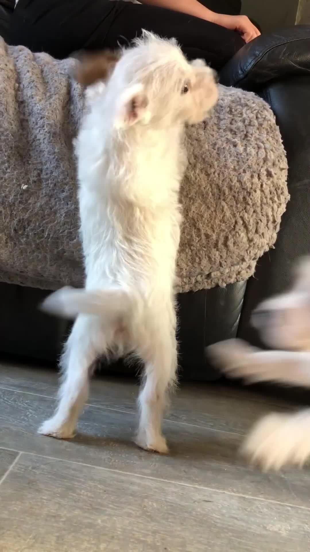 Parson Russell dogs for sale: KC health tested parson Russell terriers  - Video 1